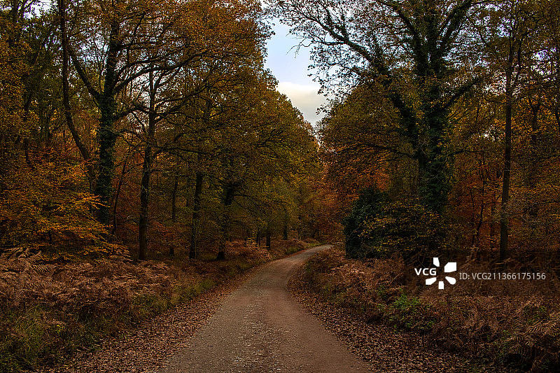 秋天的森林轨道，空旷的道路在森林中的树木在秋天，RSPB Nagshead，英国，英国图片素材