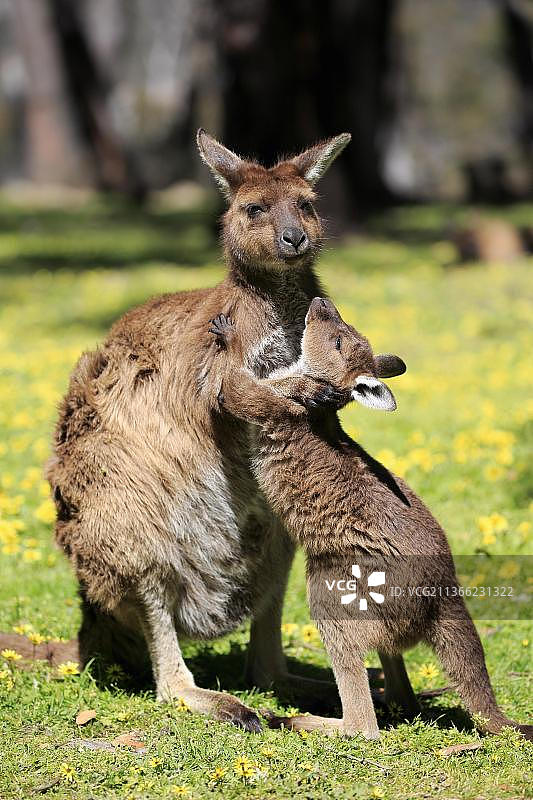 袋鼠岛灰袋鼠(Macropus fuliginosus fuliginosus)，成年，育有幼仔，南澳大利亚，澳大利亚，大洋洲图片素材