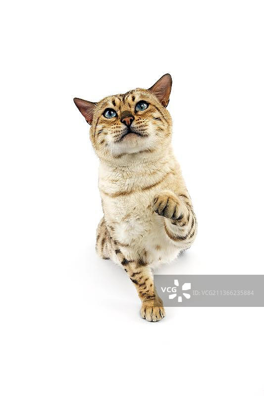 海豹貂虎斑孟加拉家猫，白色背景，雄性图片素材