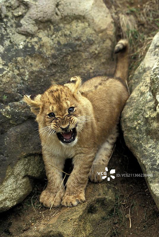 非洲狮(美洲豹)，幼狮咆哮图片素材