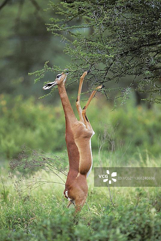 肯尼亚的桑布鲁公园，一只雌瞪羚，后腿上，吃着金合欢树叶图片素材