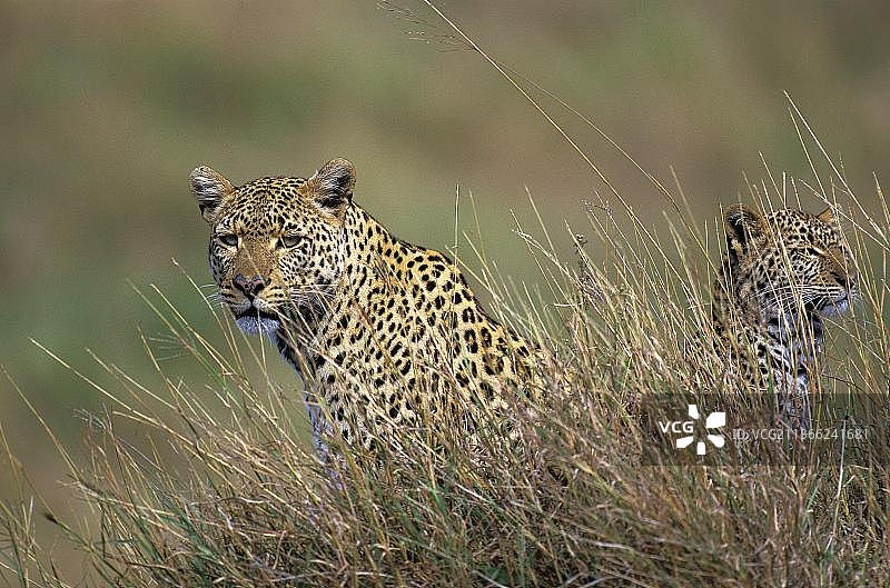 豹(panthera pardus)雌豹和幼豹伪装在长草中图片素材
