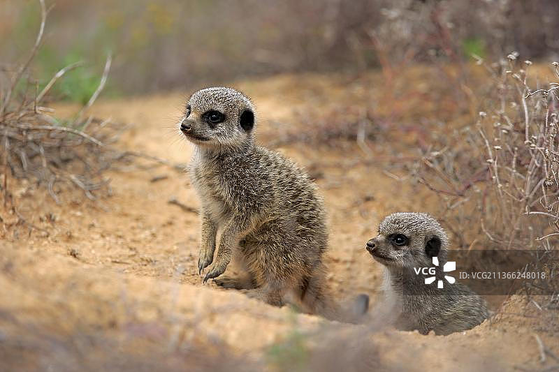 猫鼬(Suricata suricatta)，猫鼬，在洞穴里的两只幼崽，兄弟姐妹，奥茨舒恩，南非，非洲图片素材