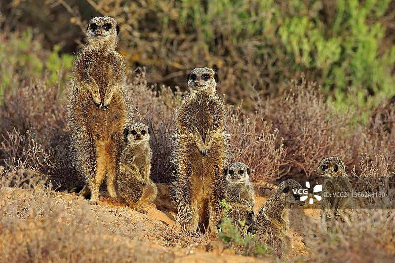 猫鼬(Suricata suricatta)，猫鼬，成年和幼崽，奥茨胡恩，西开普，南非，非洲图片素材