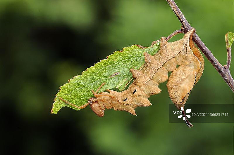 龙虾蛾(Stauropus fagi)完全长大的幼虫，以黑刺李叶为食，牛福德郡，英国，欧洲图片素材