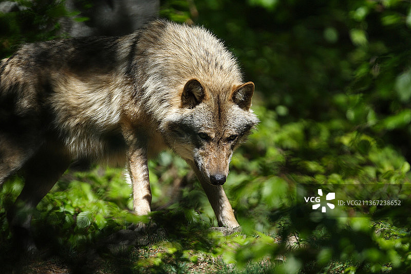 狼，近距离的灰狼站在田野，日耳曼尼亚，德国图片素材