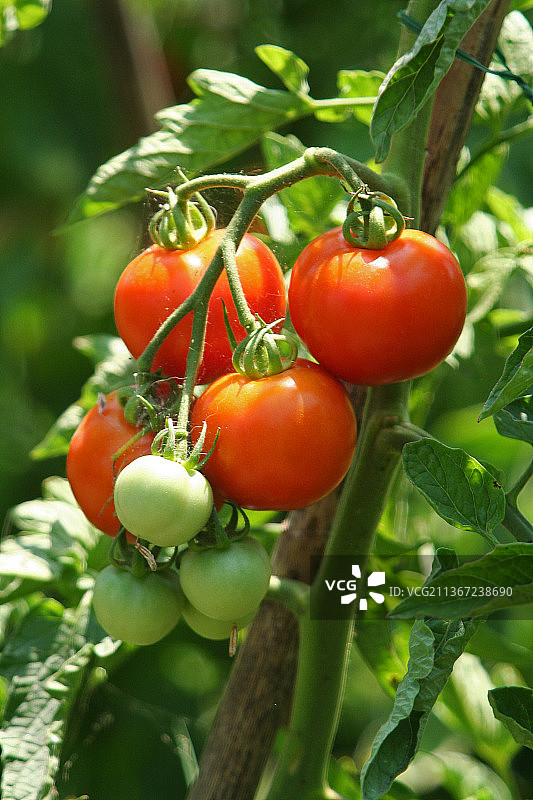 意大利菜园里的西红柿图片素材