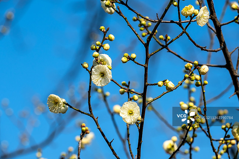绿梅花（绿萼梅）花开（拍摄于扬州瘦西湖）图片素材