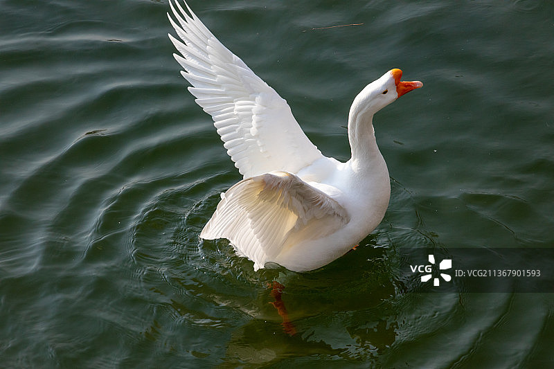 一只大白鹅在水中游弋图片素材