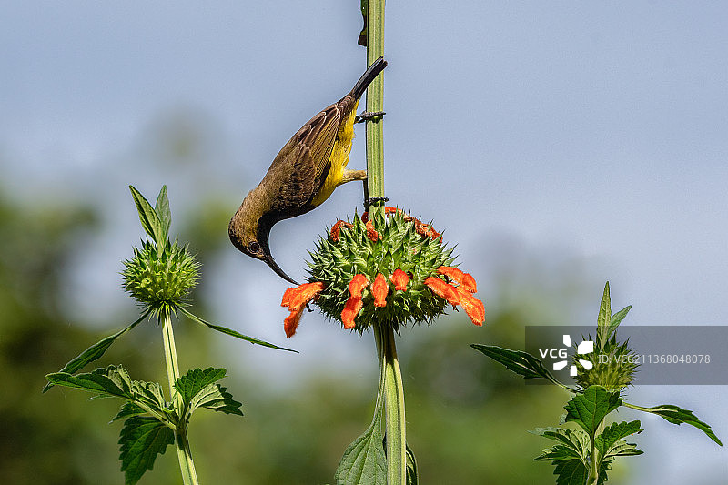 越南，植物上昆虫的特写图片素材