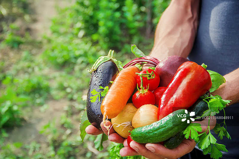 自制的蔬菜在男人的手中采摘选择性的焦点图片素材