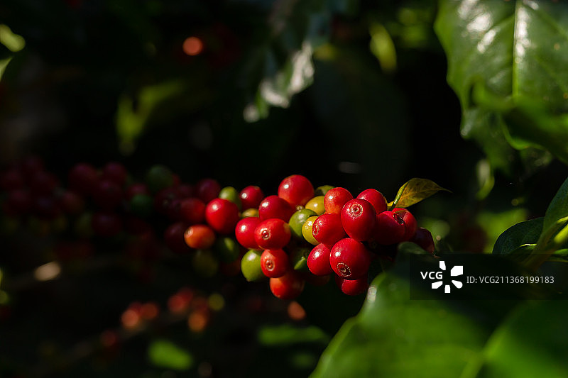 在泰国的一个农场里，一棵新鲜的有机红咖啡豆图片素材