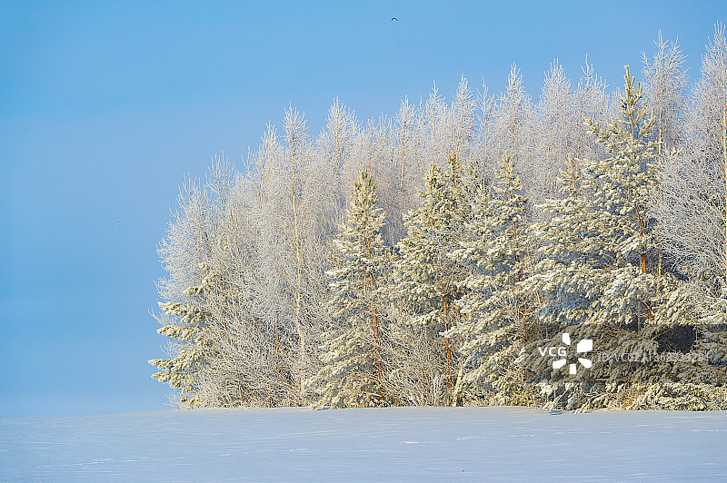 霜冻冬天的雪，近距离的雪地对着清澈的蓝天图片素材