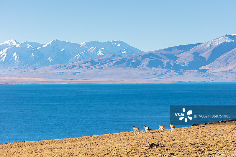 西藏那曲市当惹雍错湖边的藏野驴，远处达尔果雪山。图片素材