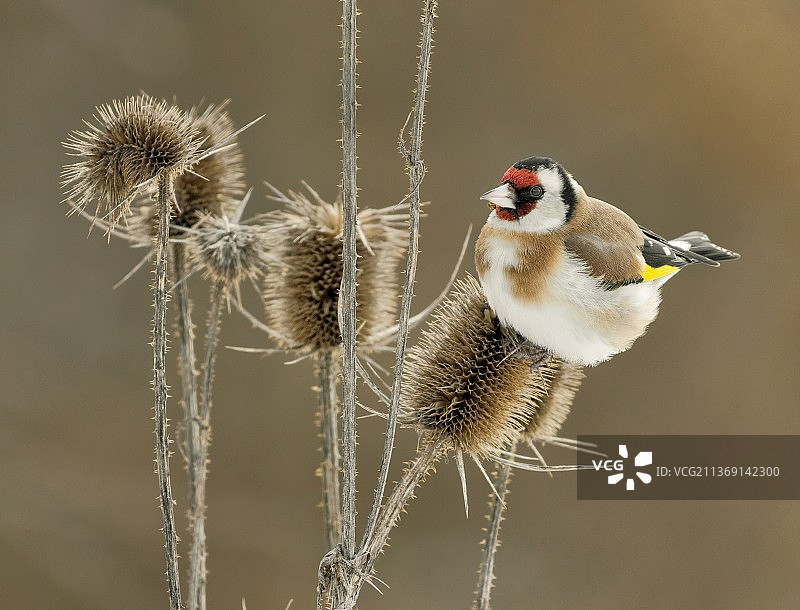 金翅雀在蓟，金翅雀栖息在植物的特写图片素材
