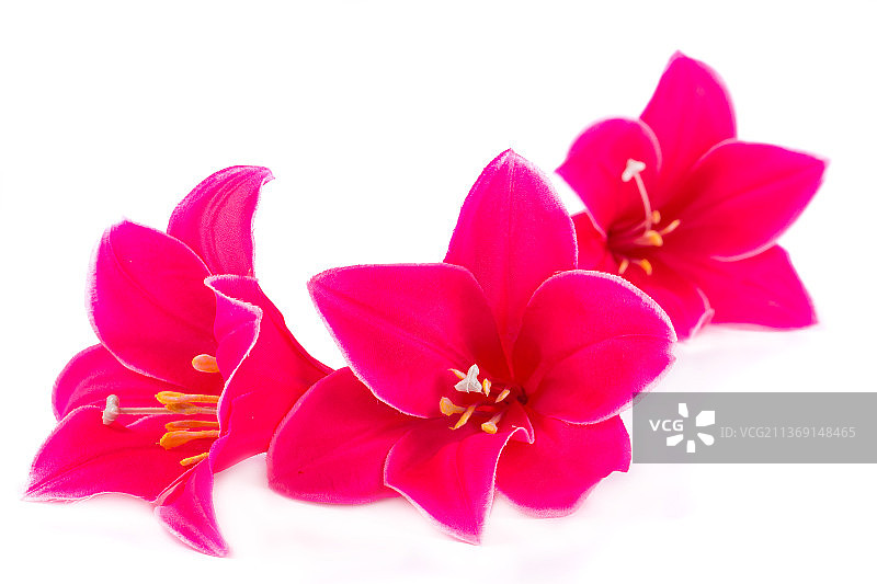 粉色花朵的特写，白色背景下的粉色花朵的特写，摩尔多瓦图片素材