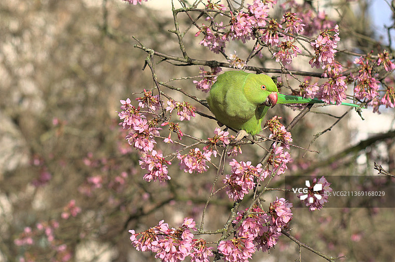 一只长尾小鹦鹉在一棵盛开的樱桃树上，伦敦，英国图片素材