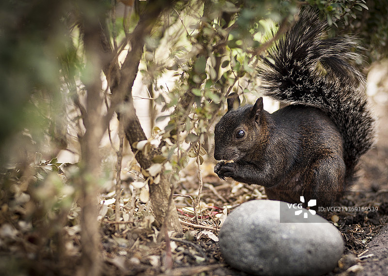 公园里的松鼠，树干上灰色松鼠的特写镜头，墨西哥城，墨西哥图片素材