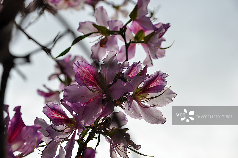 紫色的花瓣背景，许多花瓣特写美丽图片素材