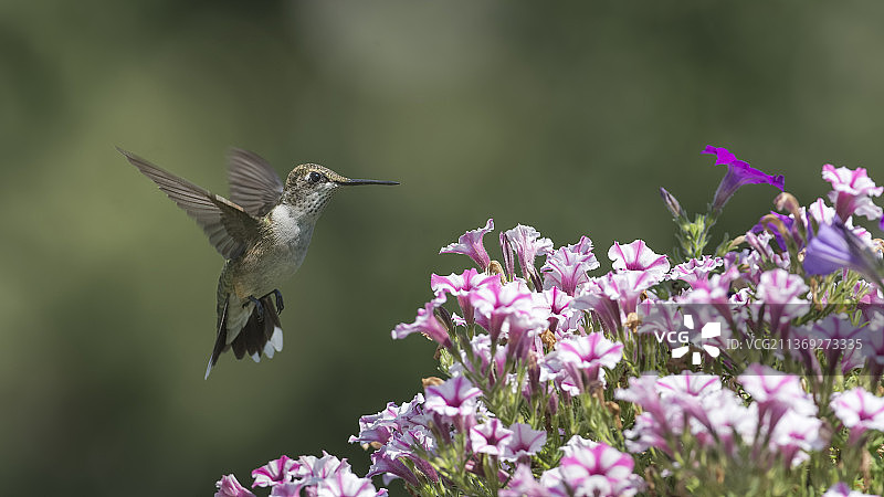 早上在百万钟，近距离的蜂鸟飞行粉红色的花，高脊，密苏里，美国，美国图片素材