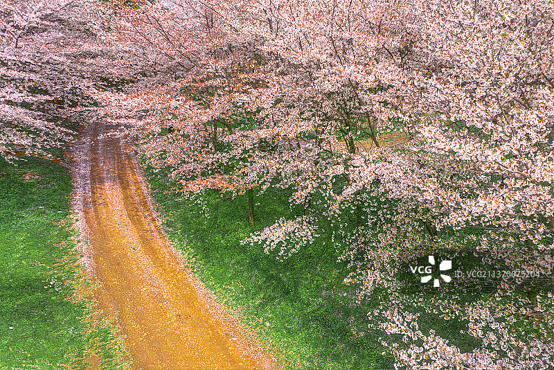 樱花树下的道路图片素材