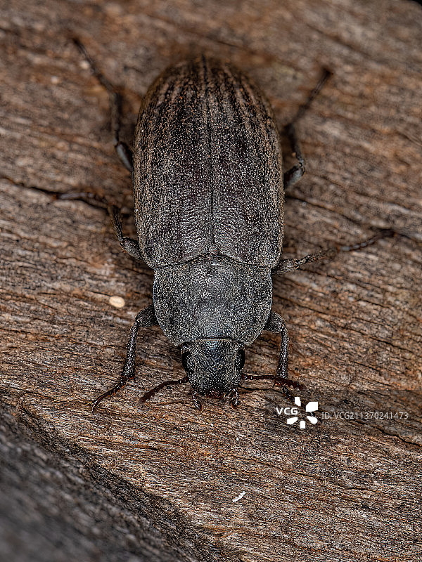 成年黑甲虫，昆虫在木头上的特写镜头图片素材
