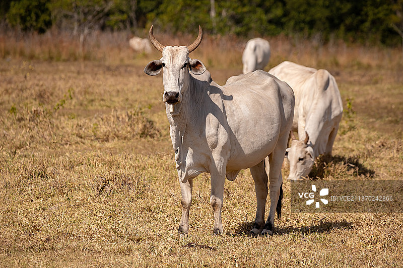 农场里的成年奶牛，奶牛站在田里的肖像图片素材