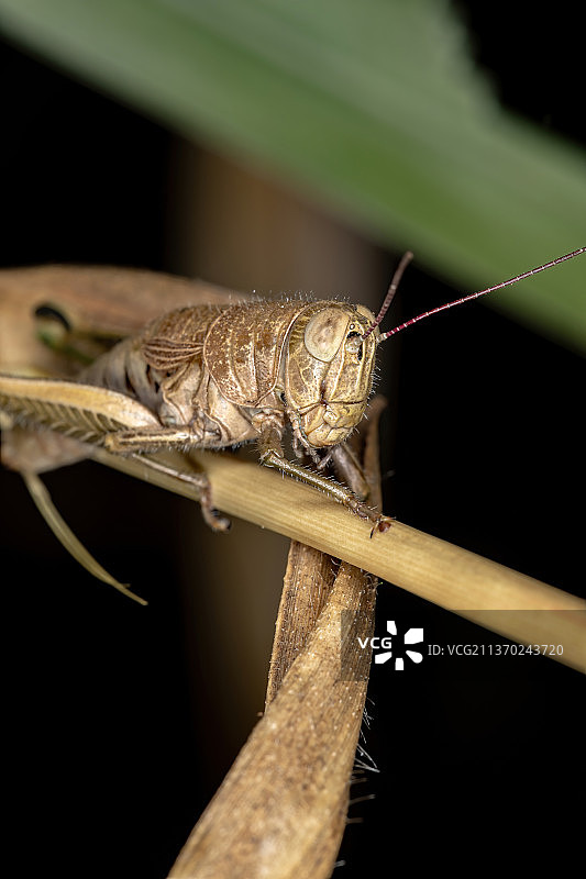 成虫刺喉蚱蜢，植物茎上昆虫的特写镜头图片素材