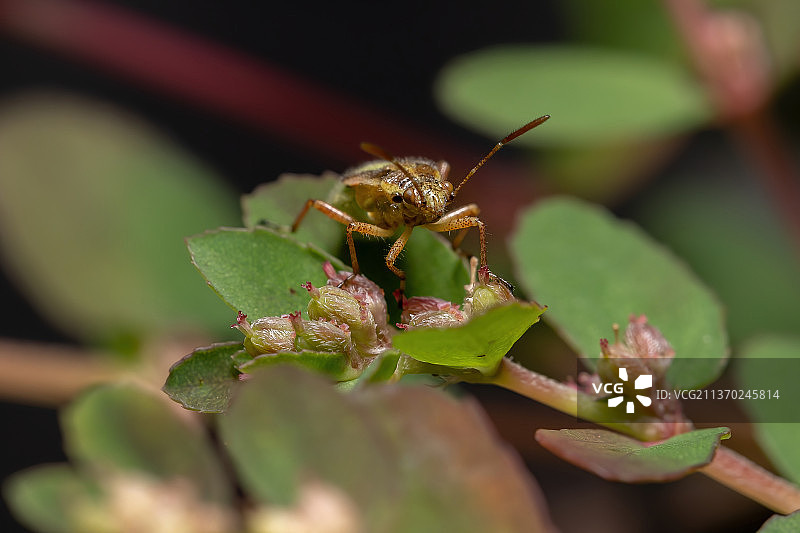 无气味的植物虫若虫，昆虫在植物上的特写图片素材