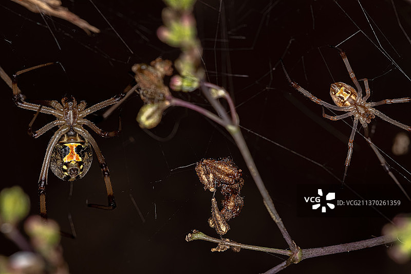 雌性棕色寡妇，蛛网上的蜘蛛的特写图片素材