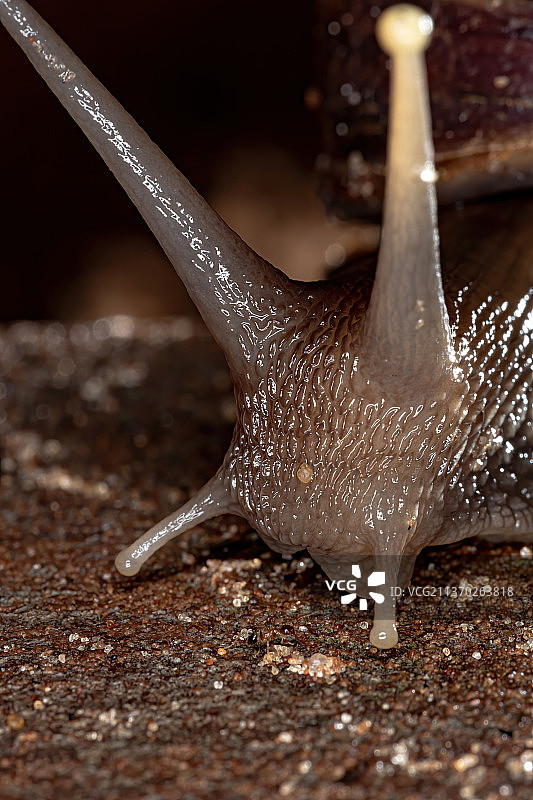 非洲巨型蜗牛，沙滩上蜗牛的特写图片素材