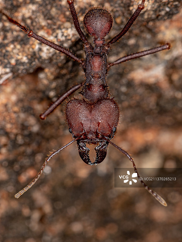 阿塔切叶蚁，植物上昆虫的特写图片素材