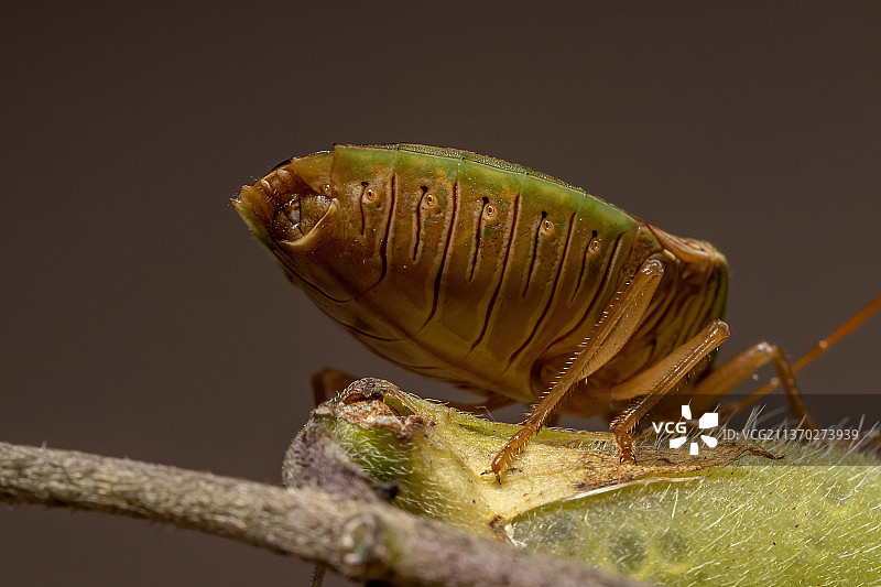 成虫，昆虫在植物茎上的特写镜头图片素材