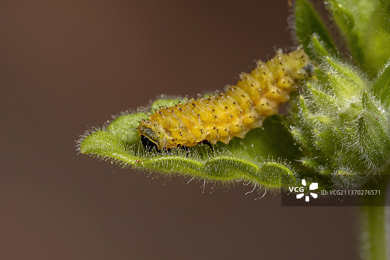 跳蚤甲虫幼虫，毛虫在植物上的特写镜头图片素材