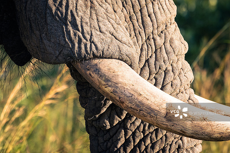 象牙，非洲象的特写，克鲁格国家公园，南非图片素材