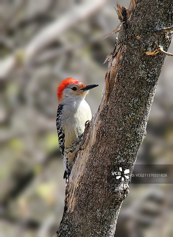 啄木鸟，啄木鸟栖息在树上的特写镜头，加拿大安大略省图片素材