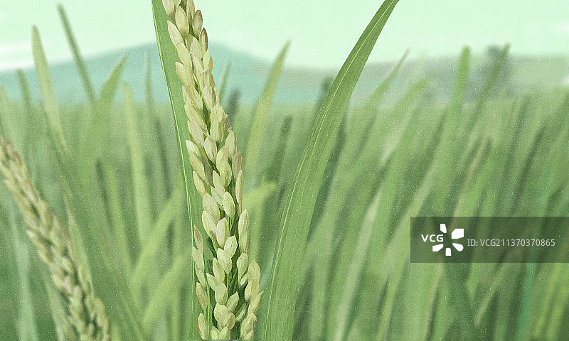 田野上的稻谷图片素材