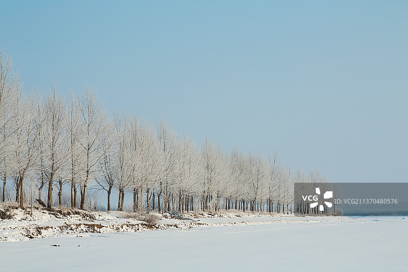 冬天雪地上的一排树，雾凇图片素材