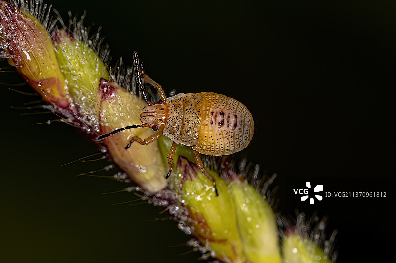 臭虫若虫，昆虫在黑色背景下植物的特写图片素材