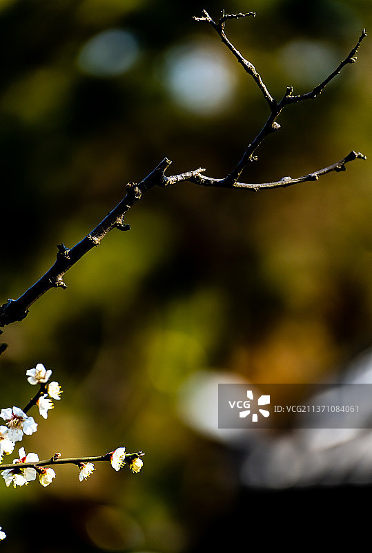 又是一年梅花季.上海嘉定南翔古猗园梅花厅里的梅花自然景观图片素材