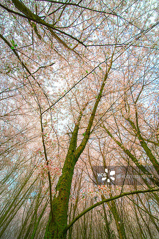 春天里草坪上的樱花树图片素材