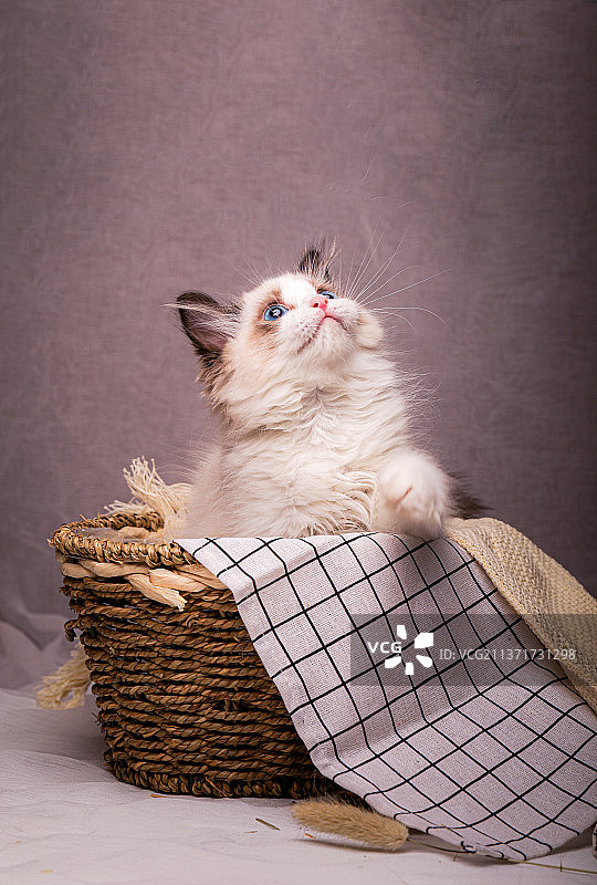 卧室内玩耍的宠物布偶猫幼猫小猫图片素材