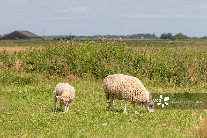 英国，赫尔姆，两只绵羊在草地上吃草图片素材