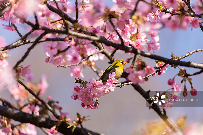 低角度的樱花在春天图片素材