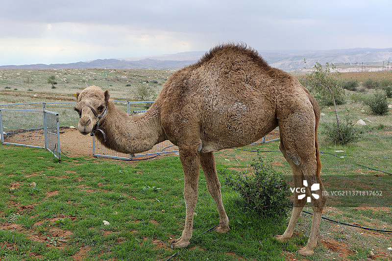骆驼的肖像在自然农场景观图片素材
