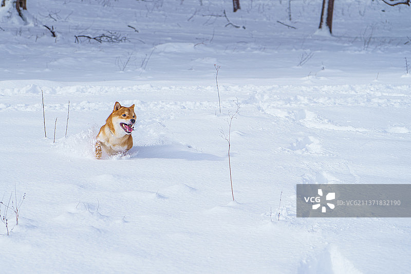 日本柴犬在冬天的雪地里玩耍图片素材
