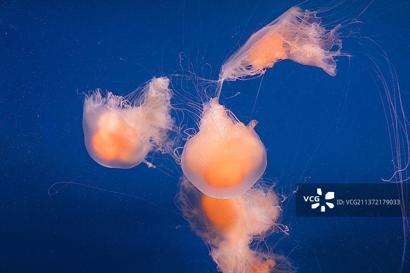南京海底世界水母馆蛋黄水母图片素材