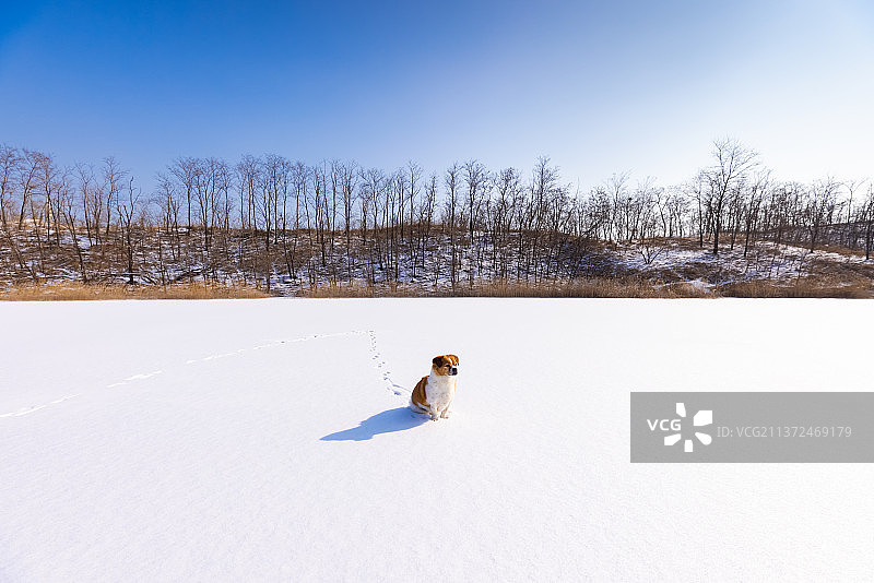 一只小狗在白雪覆盖的湖面上图片素材