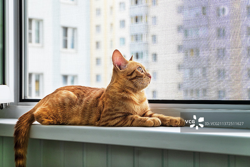 小猫躺在窗台上防蚊防破坏防护网图片素材