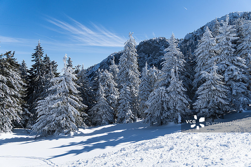 罗马尼亚的波斯塔瓦鲁山，白雪皑皑的田野上，树木映衬着天空图片素材